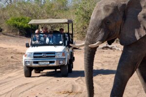 Lions at Moremi game reserve in Botswana