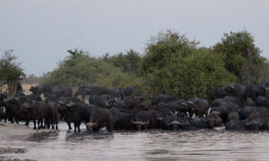 a huge buffalo herd drinking water at the Chobe river in Botswana