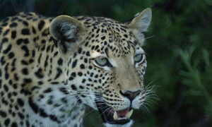 Leopard in Savuti